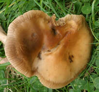 Image of Cyclocybe erebia (Fr.) Vizzini & Matheny 2014