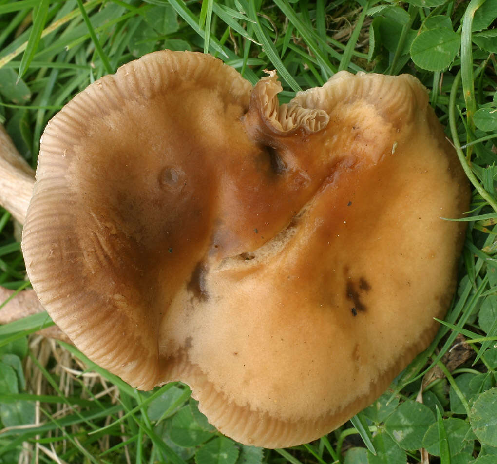 Image of Cyclocybe erebia (Fr.) Vizzini & Matheny 2014