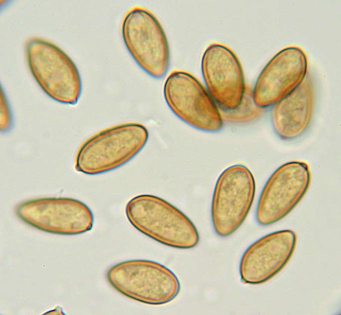 Image of Cyclocybe erebia (Fr.) Vizzini & Matheny 2014