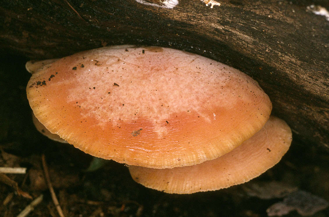 Rhodotus resmi