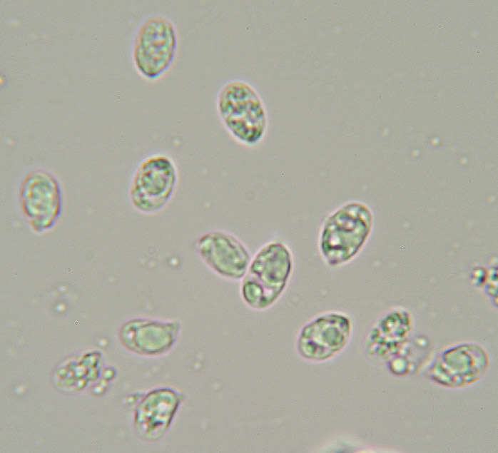 Image of Dermoloma pseudocuneifolium Herink ex Bon 1986