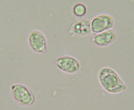 Image of Dermoloma pseudocuneifolium Herink ex Bon 1986