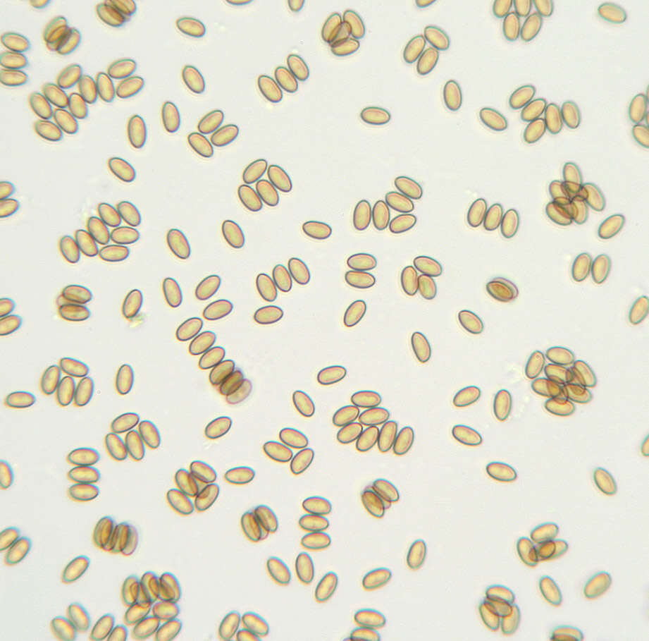 Image of Pholiota highlandensis (Peck) Quadr. & Lunghini 1990