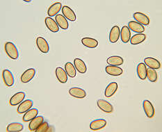 Image of Pholiota highlandensis (Peck) Quadr. & Lunghini 1990