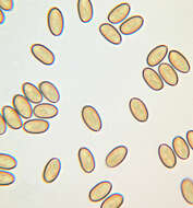 Image of Pholiota highlandensis (Peck) Quadr. & Lunghini 1990