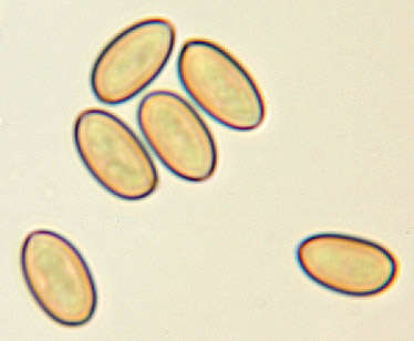 Image of Pholiota highlandensis (Peck) Quadr. & Lunghini 1990