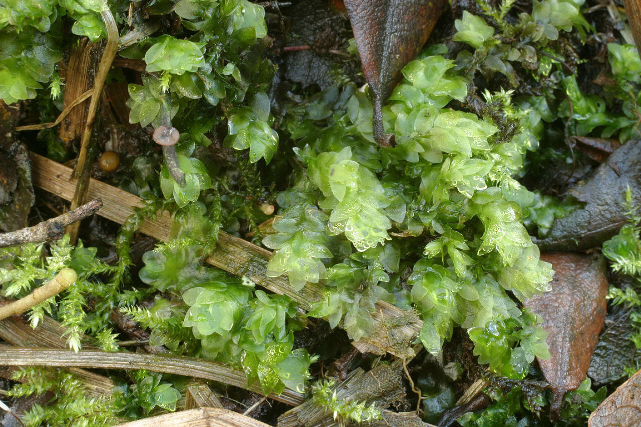 Image of hookeria moss