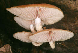 Rhodotus resmi