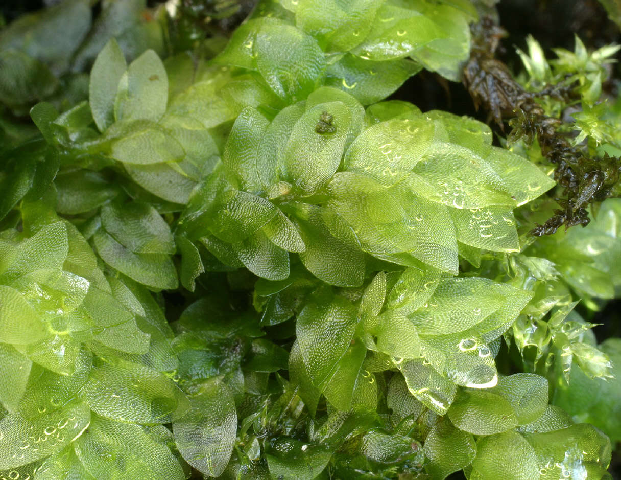 Image of hookeria moss