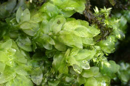 Image of hookeria moss