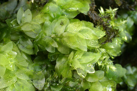 Image of hookeria moss