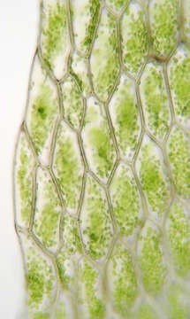 Image of hookeria moss