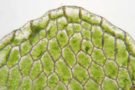 Image of hookeria moss