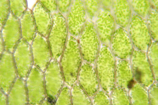 Image of hookeria moss