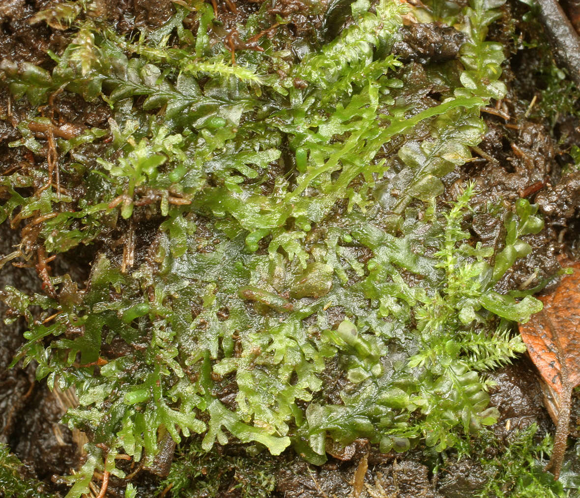 Image of Riccardia chamedryfolia (With.) Grolle