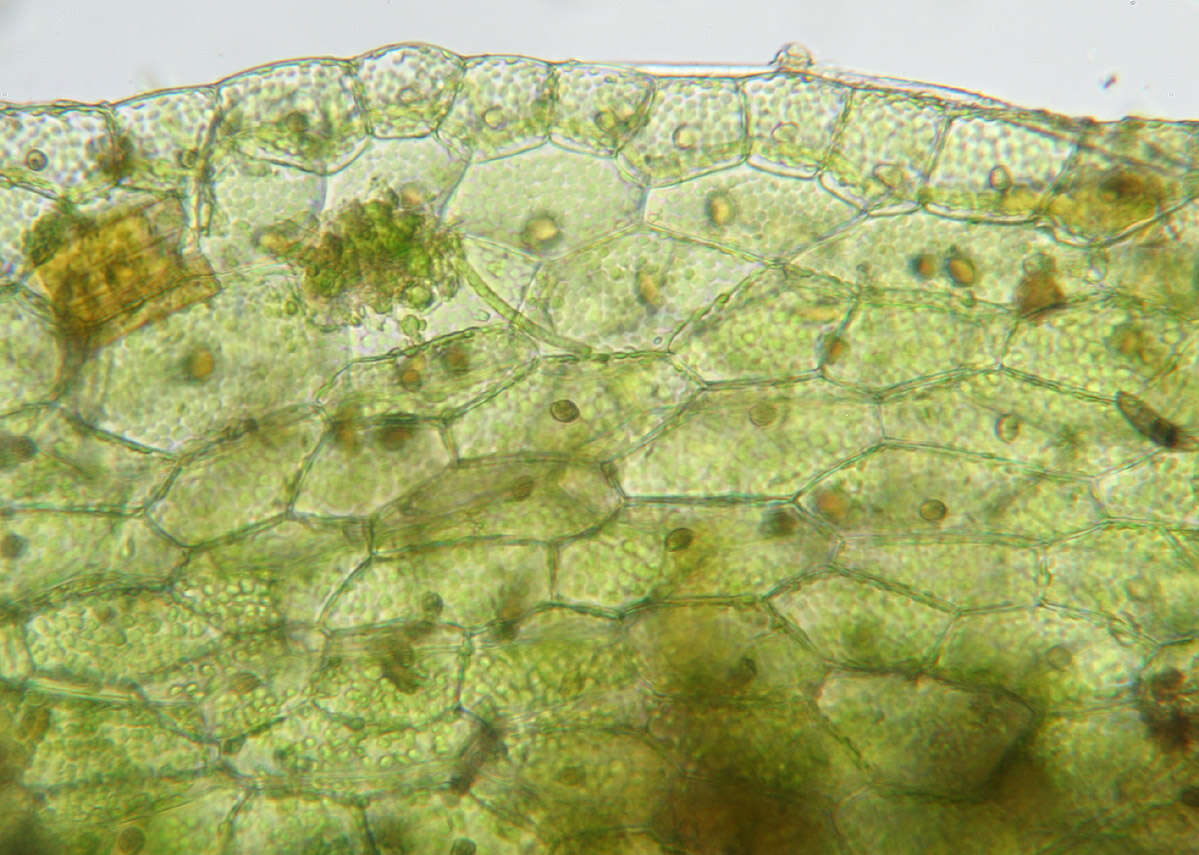 Image of Riccardia chamedryfolia (With.) Grolle