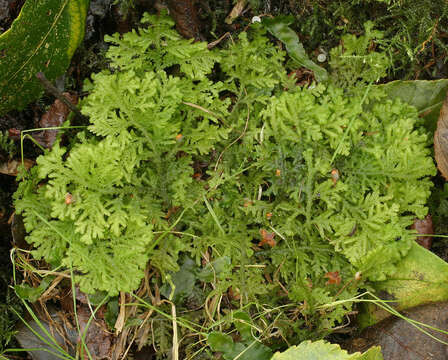 Image of Handsome Woollywort