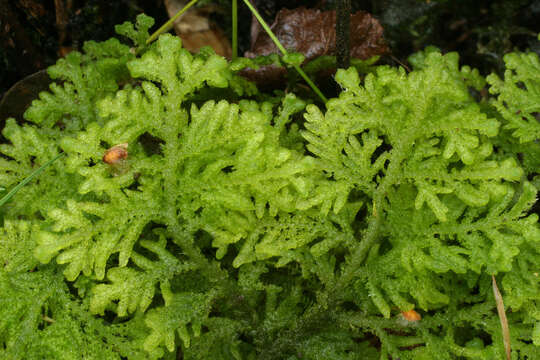 Image of Handsome Woollywort