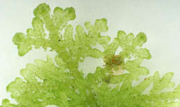 Image of Lophocoleineae