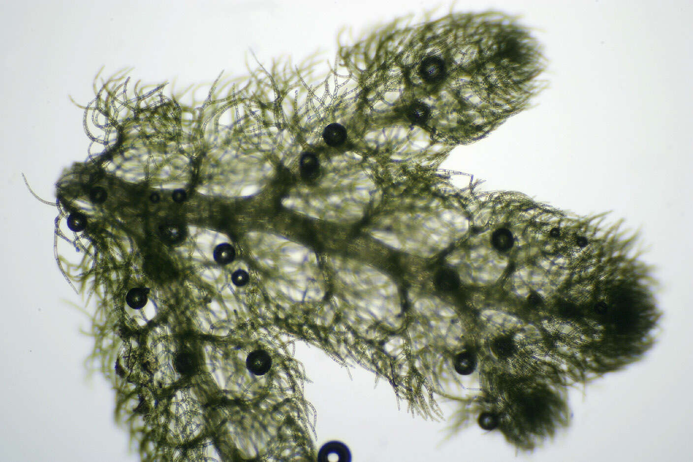 Image of Lophocoleineae