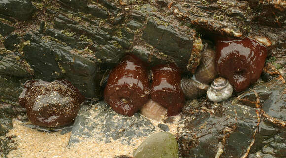 Image of Beadlet anemone