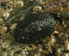 Image of celtic sea slug