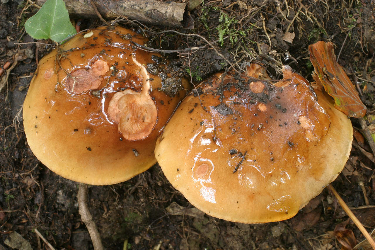 Image of Tricholoma ustale (Fr.) P. Kumm. 1871