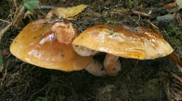 Image of Tricholoma ustale (Fr.) P. Kumm. 1871