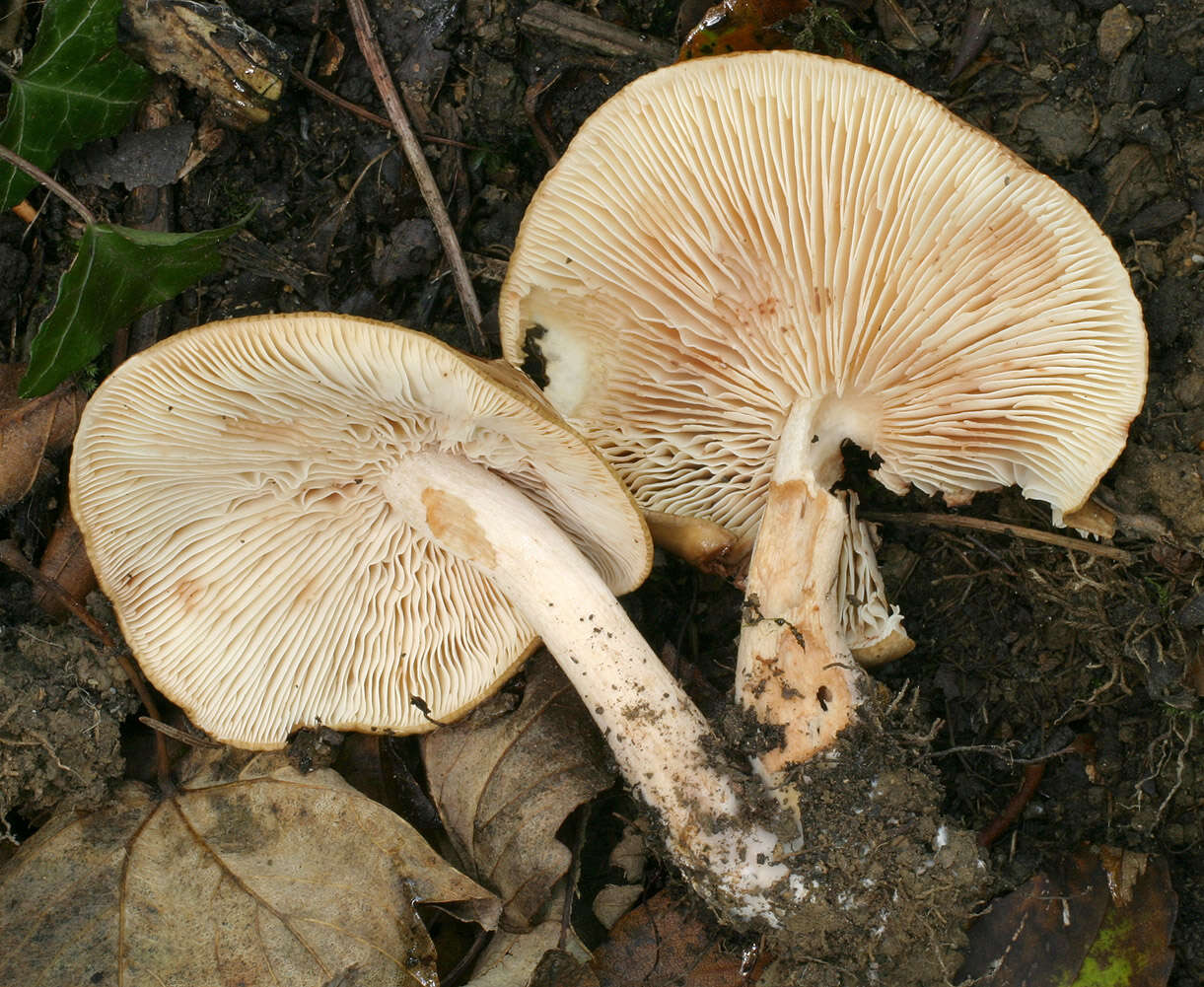 Image of Tricholoma ustale (Fr.) P. Kumm. 1871