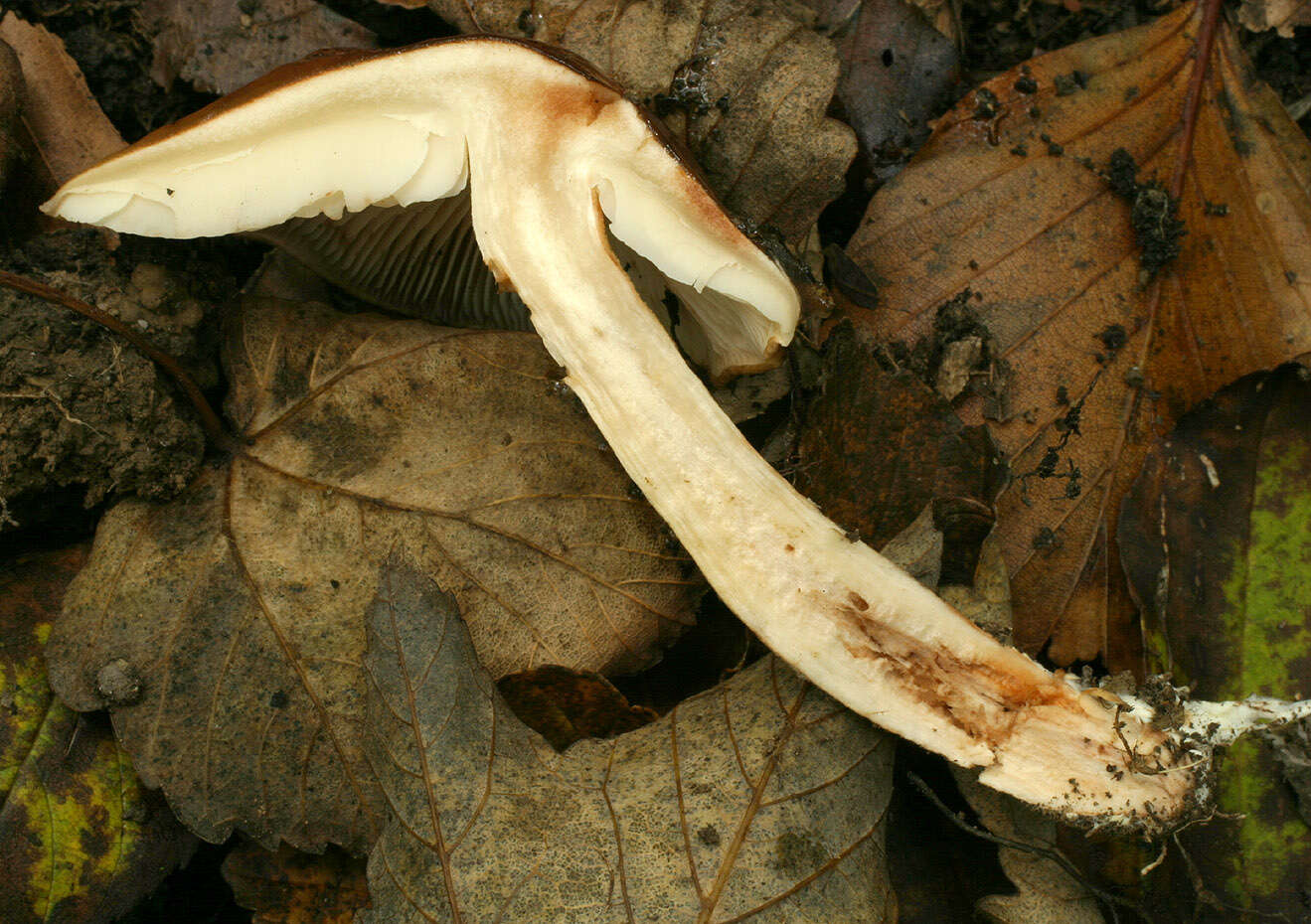 Image of Tricholoma ustale (Fr.) P. Kumm. 1871