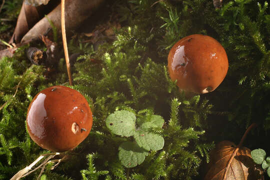 Imagem de Tricholoma ustale (Fr.) P. Kumm. 1871