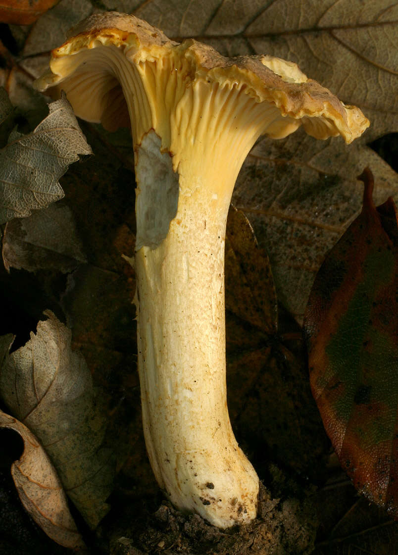 Слика од Cantharellus amethysteus (Quél.) Sacc. 1887