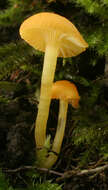 Image of Hygrocybe ceracea (Sowerby) P. Kumm. 1871