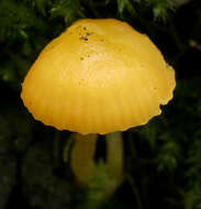 Image of Hygrocybe ceracea (Sowerby) P. Kumm. 1871