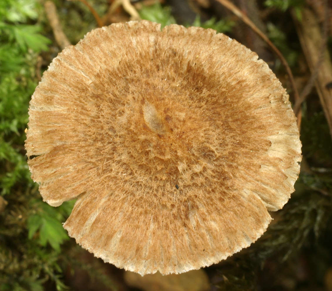 Image of Inocybe griseolilacina J. E. Lange 1917