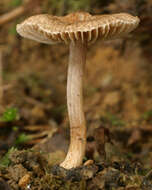 Image of Inocybe griseolilacina J. E. Lange 1917