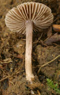 Image of Inocybe griseolilacina J. E. Lange 1917