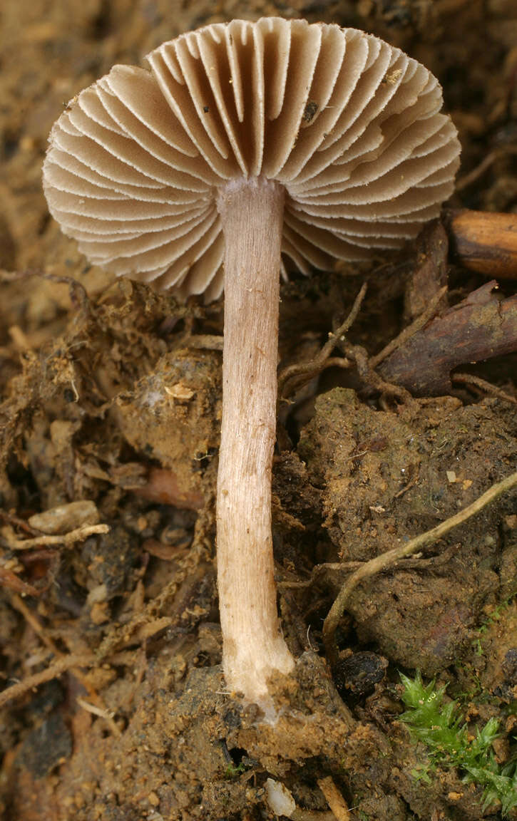 Image of Inocybe griseolilacina J. E. Lange 1917