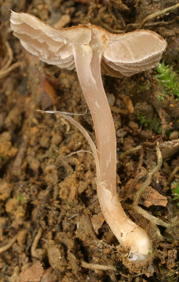 Image of Inocybe griseolilacina J. E. Lange 1917