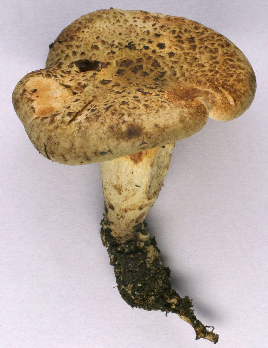 Image of Paxillus rubicundulus P. D. Orton 1969