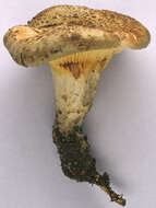 Image of Paxillus rubicundulus P. D. Orton 1969