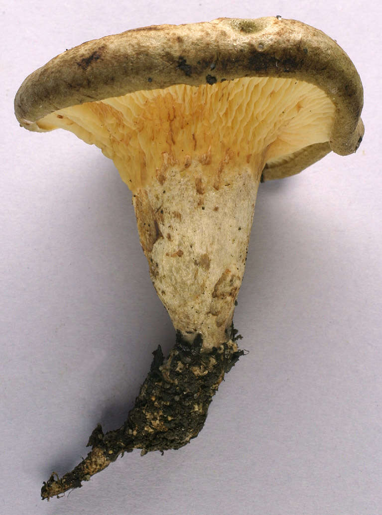 Image of Paxillus rubicundulus P. D. Orton 1969