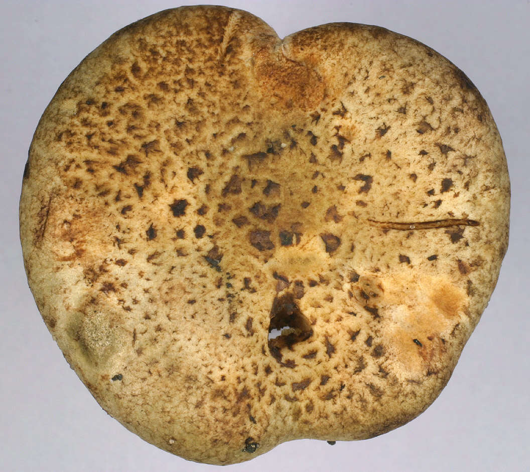 Image of Paxillus rubicundulus P. D. Orton 1969