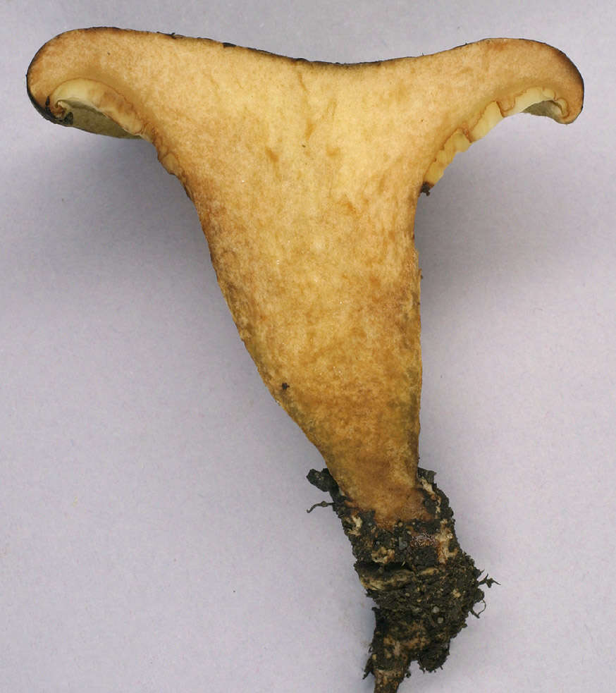 Image of Paxillus rubicundulus P. D. Orton 1969