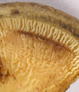 Image of Paxillus rubicundulus P. D. Orton 1969