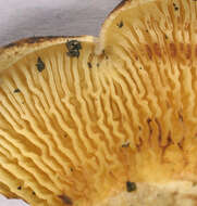 Image of Paxillus rubicundulus P. D. Orton 1969