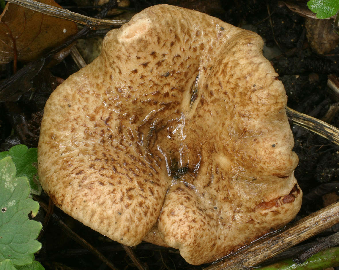 Image of Paxillus rubicundulus P. D. Orton 1969