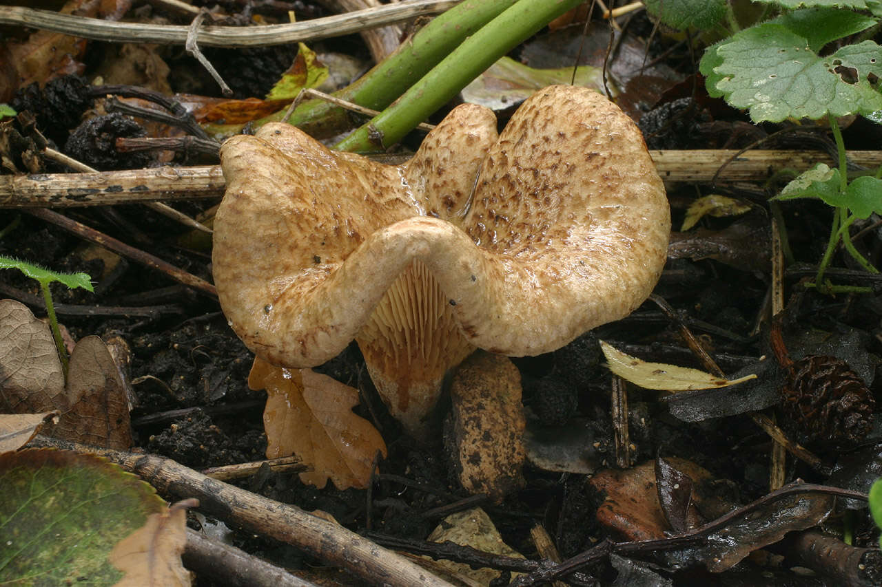 Image of Paxillus rubicundulus P. D. Orton 1969