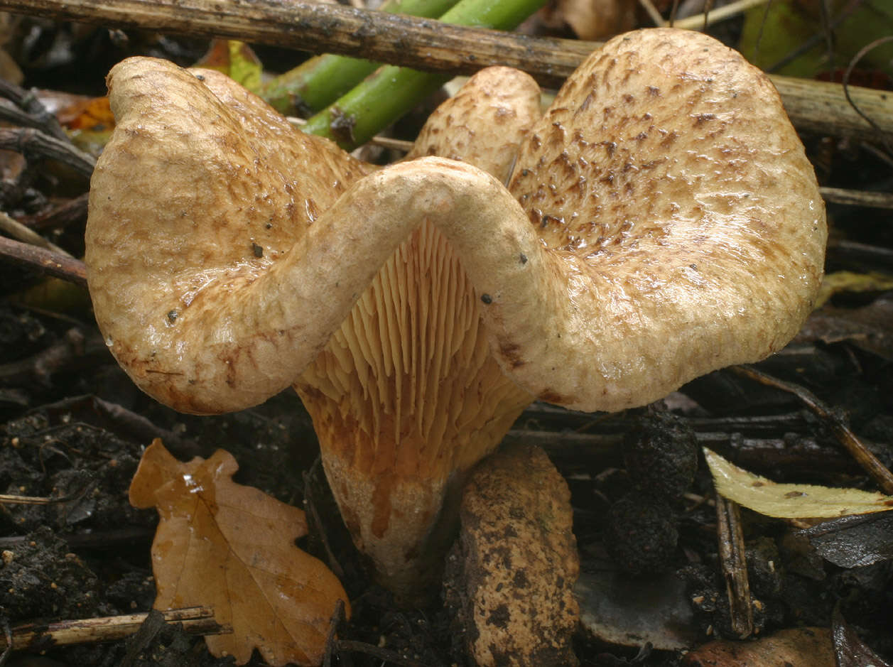 Image of Paxillus rubicundulus P. D. Orton 1969