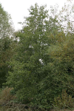 Image of Alder of Corsica